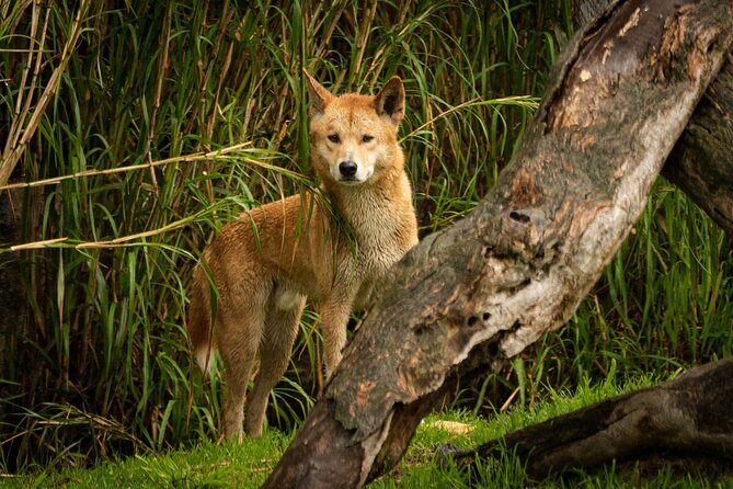 Dingo Experience at Healesville Sanctuary - excl. entry - Overview of the Dingo Experience at Healesville Sanctuary