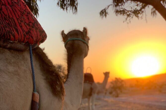 Dinner in Agafay Desert ,Sunset Camel Ride, Fire Show - Who Will Love This Tour?