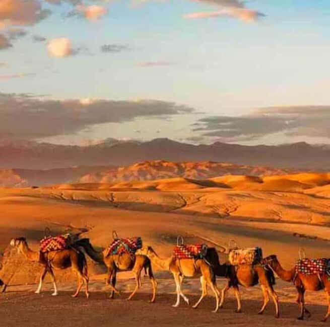 DINNER IN AGAFAY DESERT UNDER THE STARS WITH SHOW AND CAMELS - Authenticity and Traveler Feedback