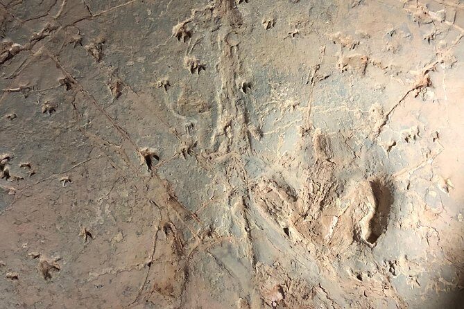Dinosaur Stampede 3/4 Day Tour from Winton - The Cost and What You’re Getting