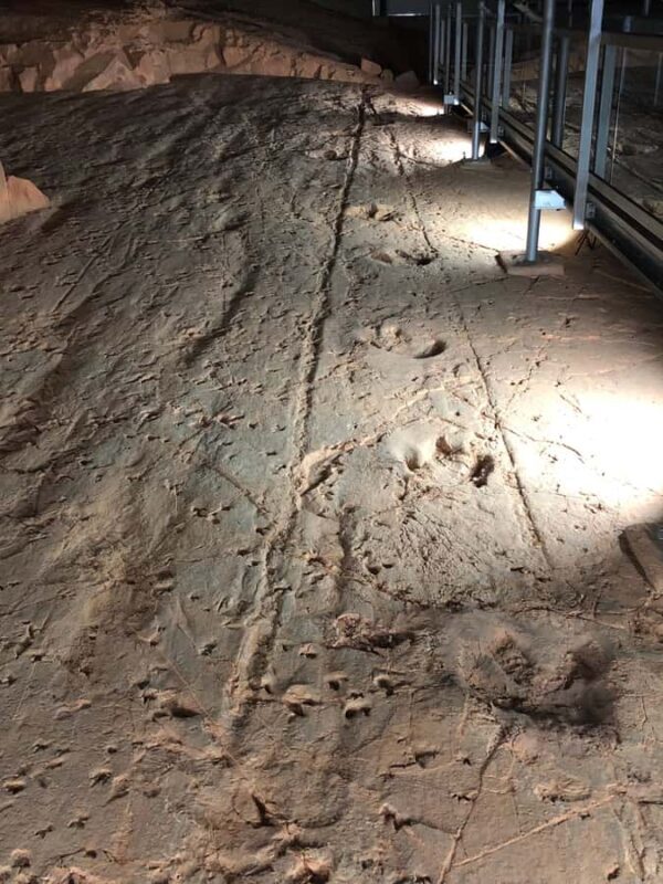 Dinosaur Stampede Half Day Tour - Dino Dash - Arrival and Pickup: Starting the Outback Adventure