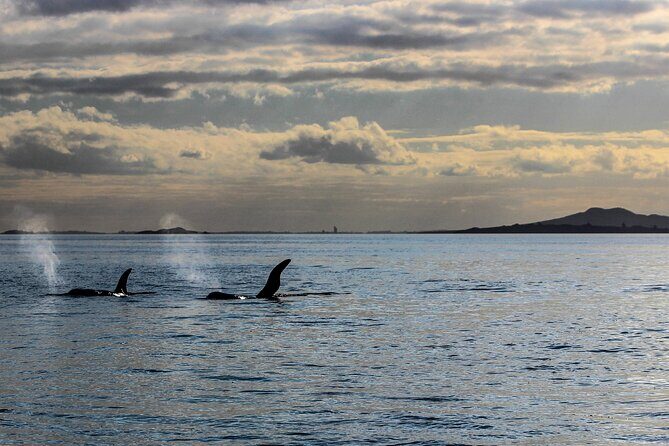 Discover Auckland City Tour: The City of Sails - Who Should Consider This Tour?