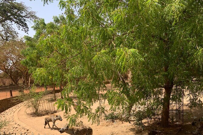 Discover Bandia Safari and The Lagoon of Somone - The Sum Up: The Value of Authenticity and Comfort