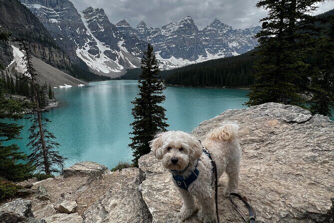Discover Banff National Park with Dog Friendly Exclusive Tour - Who Will Enjoy This Tour?