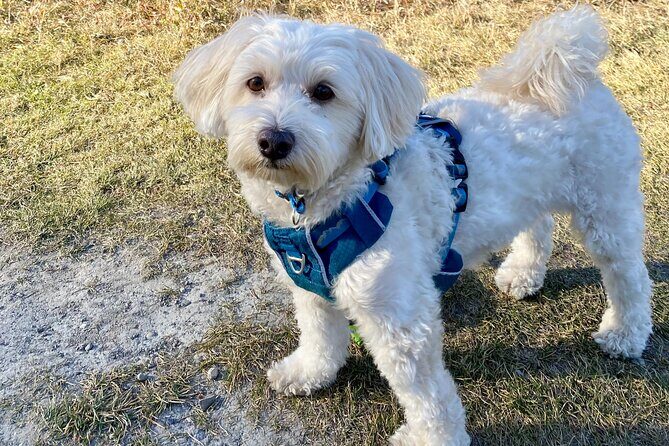 Discover Banff National Park with Dog Friendly Exclusive Tour - FAQ