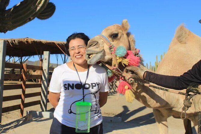 Discover Cabo San Lucas by camel ride - Final Thoughts: Who Should Consider This?
