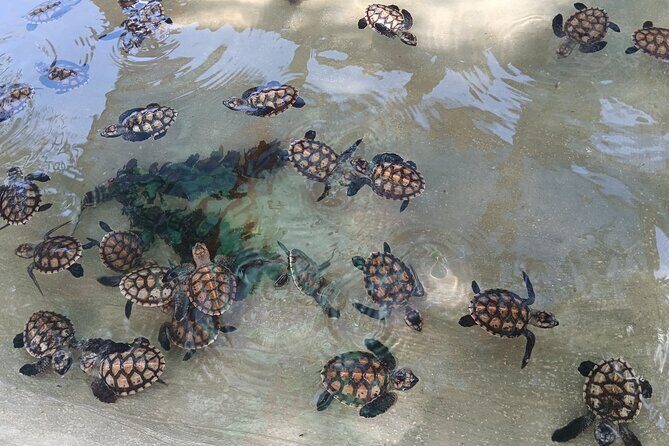 Discover Cascades & Turtle Experience with Yumi Tours - Introduction
