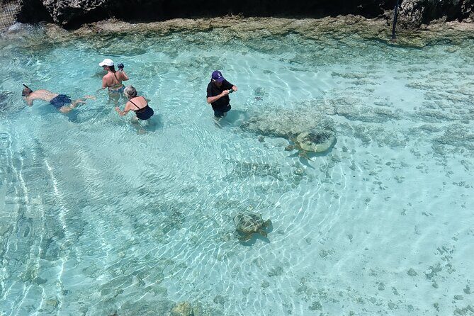 Discover Cascades & Turtle Experience with Yumi Tours - Key Points