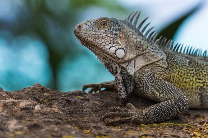Discover Curaçao Self Guided Island Tour - Practical Aspects of the Tour