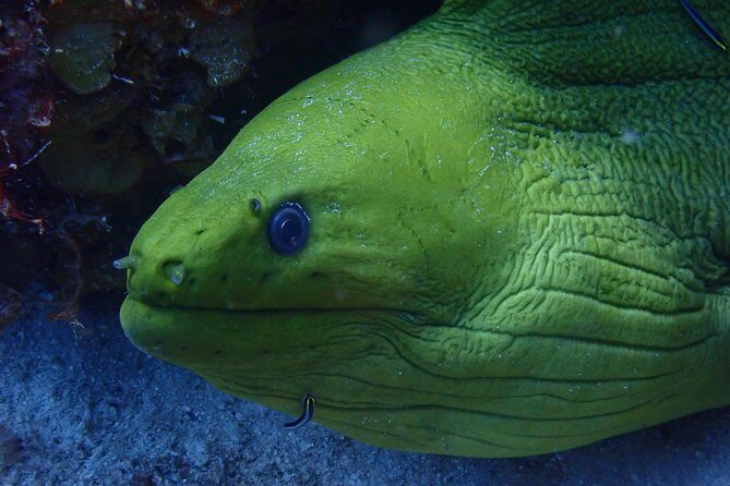 Discover Diving in Curacao - An In-Depth Look at the Experience