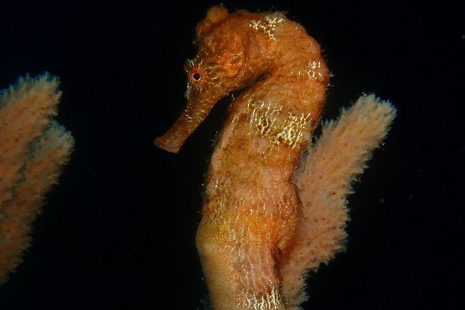 Discover Diving in Curacao - The Sum Up