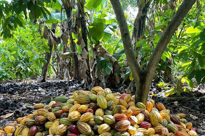 Discover Dominican life - An Introduction to the "Discover Dominican Life" Tour