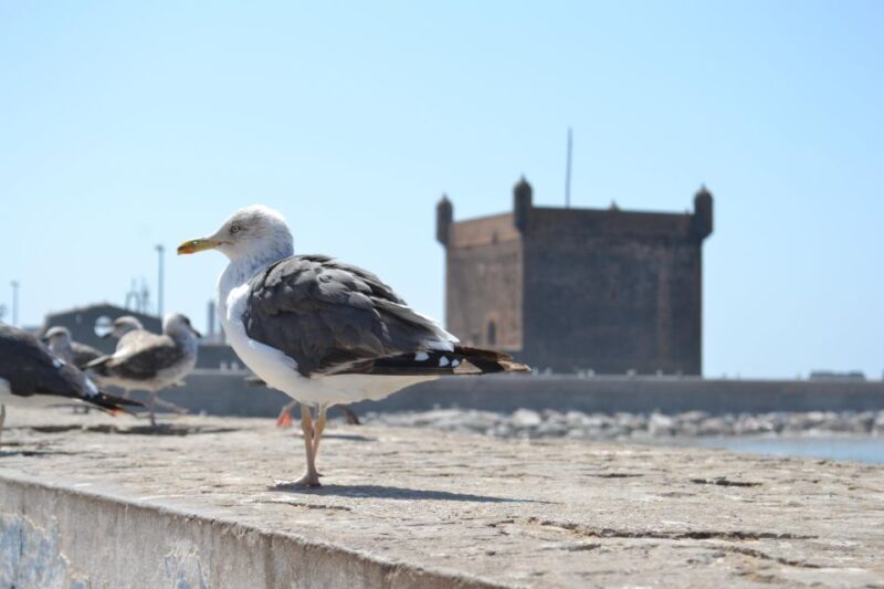 Discover Essaouira: A Day Tour from Marrakech - The Cultural and Artistic Scene