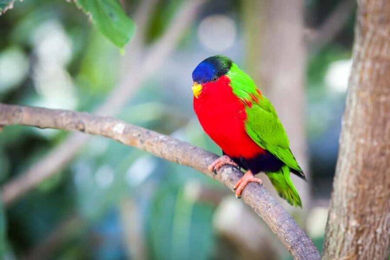 Discover Fijian Culture and Reptiles - Key Points