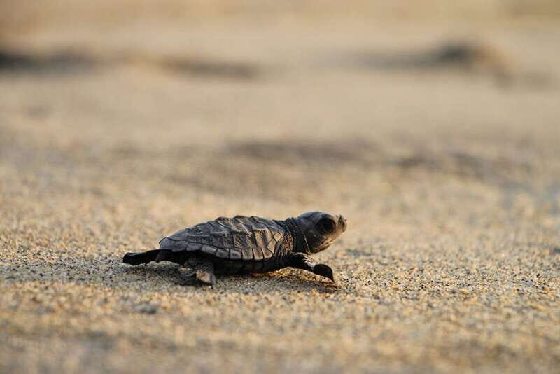 Discover Huatulco: Beach, Flavors, and More - Who Would Enjoy This Tour?