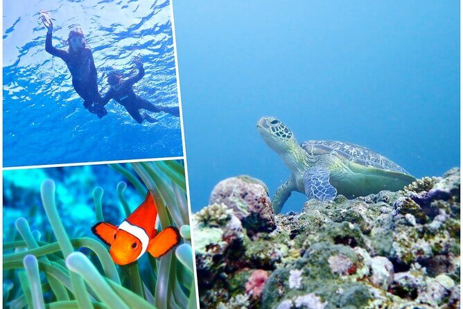 Discover Ishigaki's Hidden Treasures Snorkeling Tour at BlueCave - An In-Depth Look at the Tour Experience