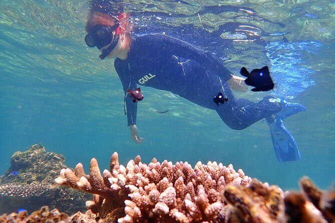 Discover Ishigaki's Hidden Treasures Snorkeling Tour at BlueCave - Why This Tour Stands Out