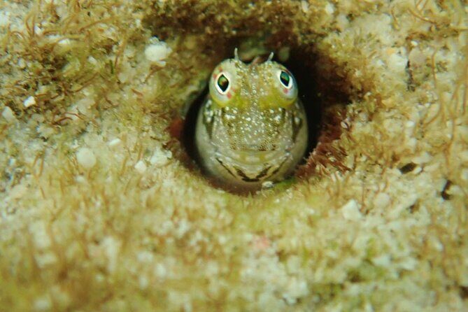 Discover Ishigaki's Hidden Treasures Snorkeling Tour at BlueCave - Who Should Consider This Tour?