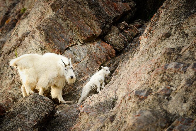 Discover Jasper and its Wildlife - Exploring the Experience in Detail