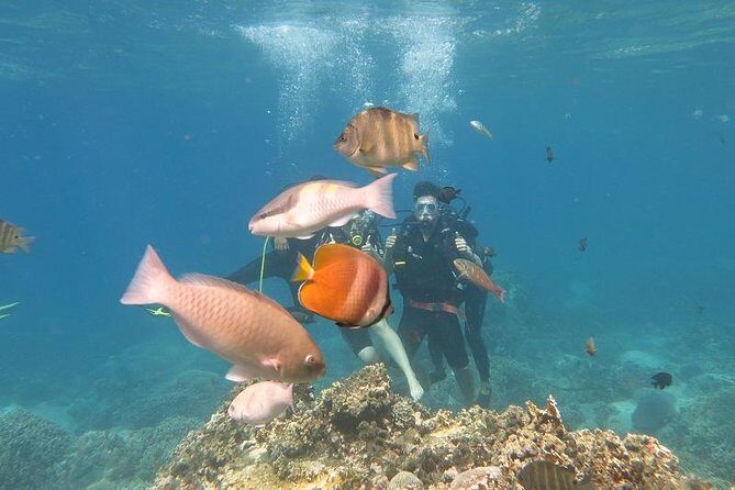 Discover Nha Trang Bay with Scuba Diving Tour - Introduction: What’s the Experience Like?