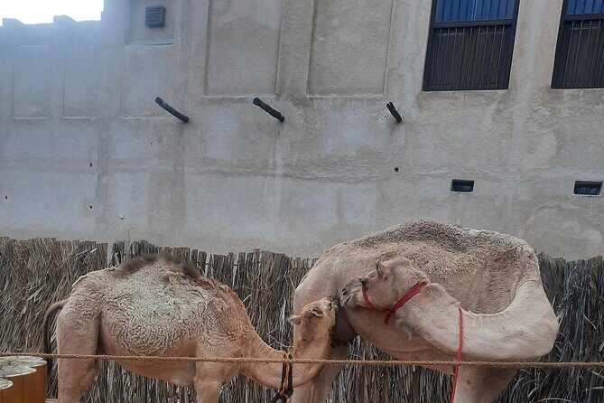 Discover Old Dubai Town, Souks, Street Food, Culture and History - Frequently Asked Questions