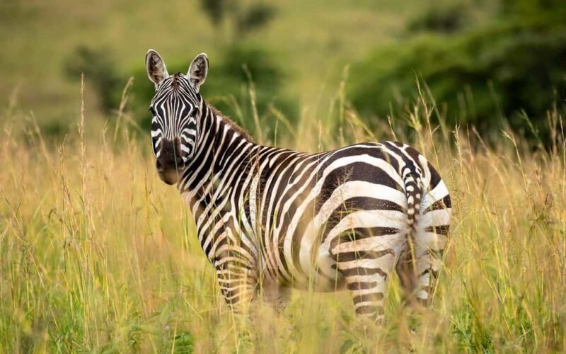 Discover Our best 4-Day Masai Mara Safari from Nairobi - An Introduction to the Experience