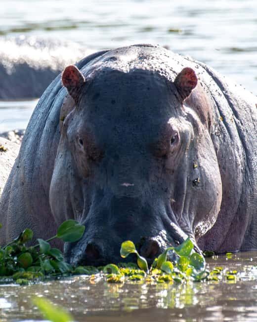 Discover Our best 4-Day Masai Mara Safari from Nairobi - The Logistics That Matter