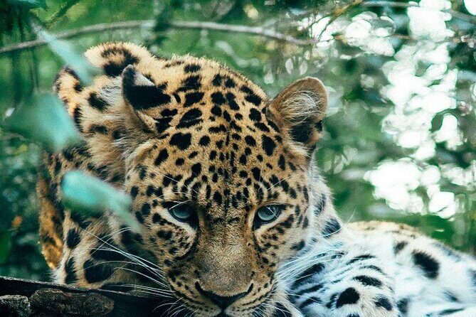 Discover Our Best Guide for 1-Day Serengeti Safari from Mwanza - Key Points