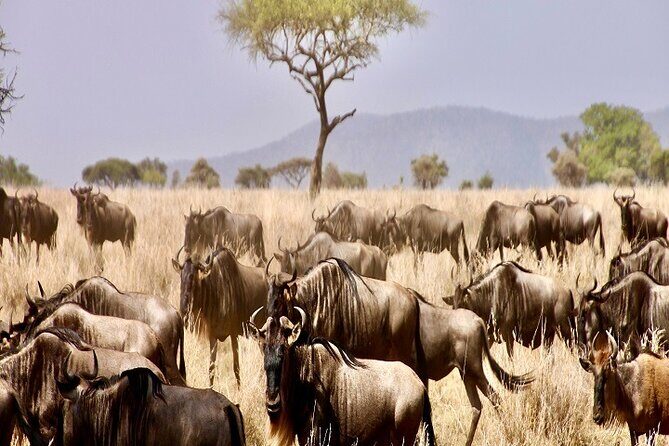 Discover Our Best Guide for 1-Day Serengeti Safari from Mwanza - The Itinerary: How Your Day Unfolds