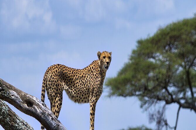 Discover Our Best Guide for 1-Day Serengeti Safari from Mwanza - Guide and Vehicle Quality