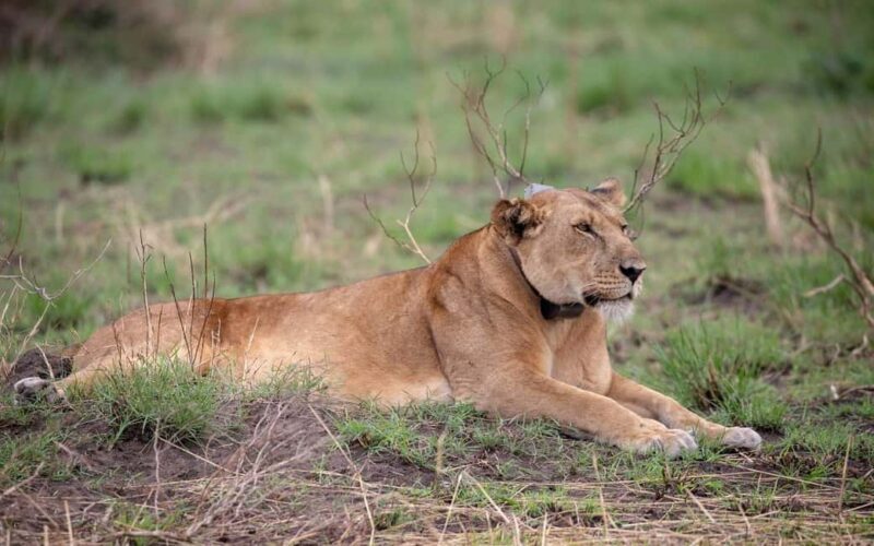 Discover our top best 2 days Tarangire to Ngorongoro Safari - Why Consider This Safari?
