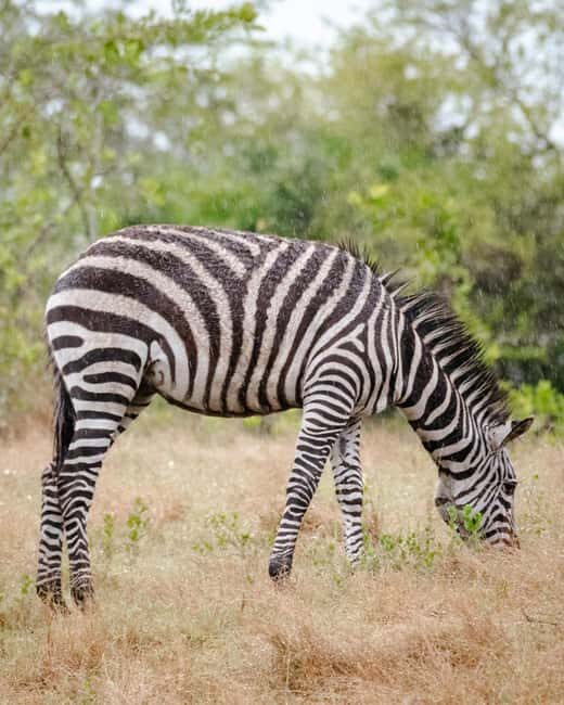 Discover our top best 2 days Tarangire to Ngorongoro Safari - Practical Tips for Travelers