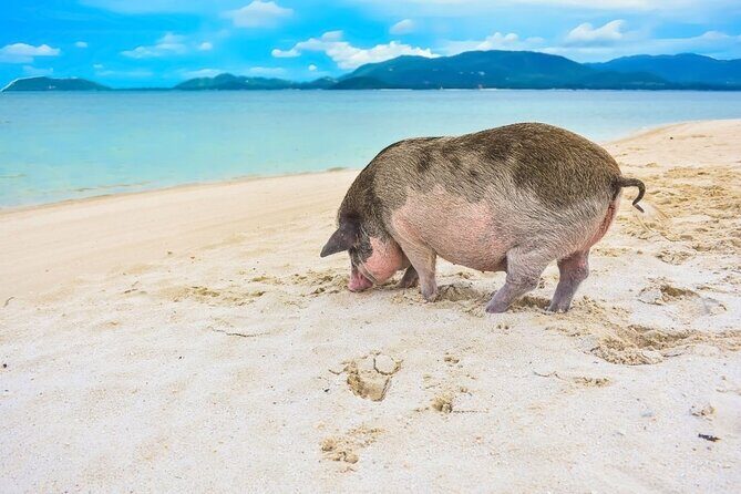Discover Pig Island & Koh Tan: Private Longtail Trip - Why Choose This Tour?