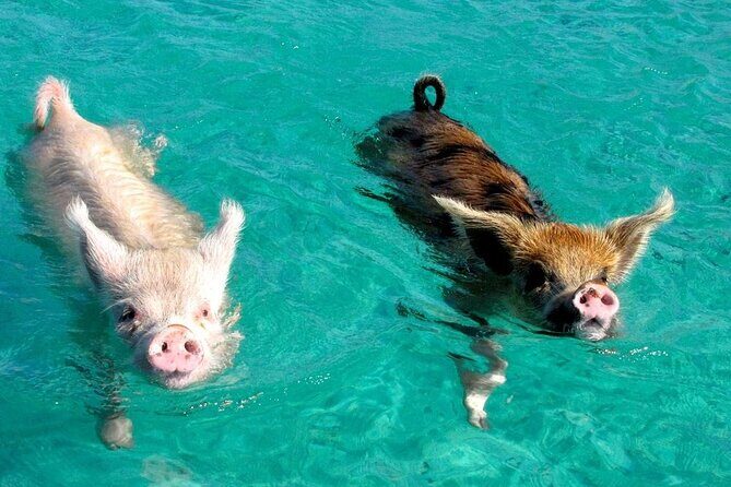 Discover Pig Island & Koh Tan: Private Longtail Trip - Who Might Not Enjoy It?