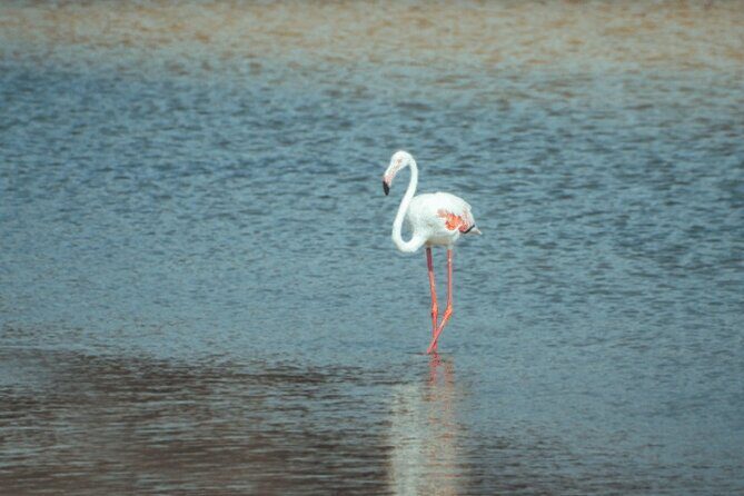 Discover Qatars Hidden Gems: North & West Coast Private Tour - A Closer Look at the Tour Experience