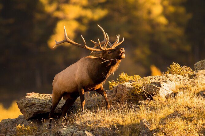 Discover Rocky Mountain National Park - Final Thoughts: Who Will Love This Tour?