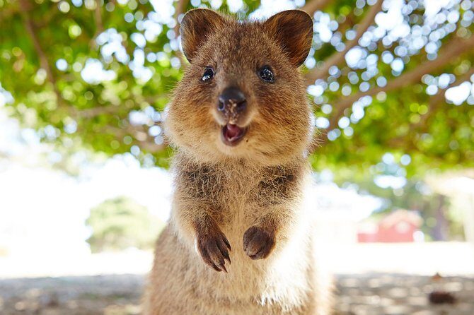 Discover Rottnest with Ferry & Bus Tour - An Honest Look at the Experience