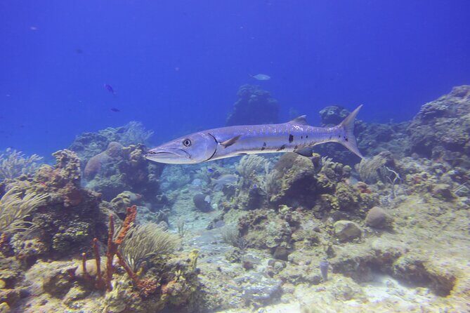 Discover Scuba - Final Thoughts: Who Should Consider This Tour?