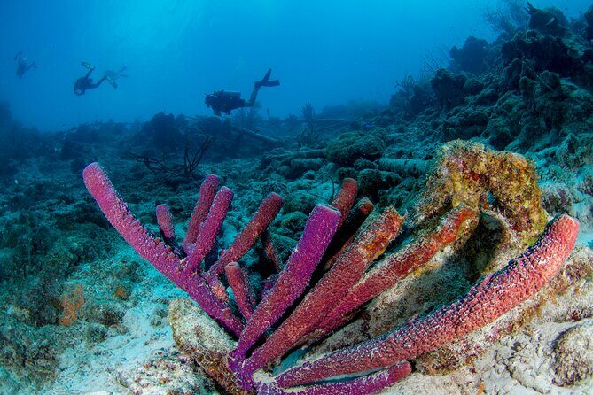 Discover Scuba Dive in Curacao - Practical Tips for Making the Most of Your Experience