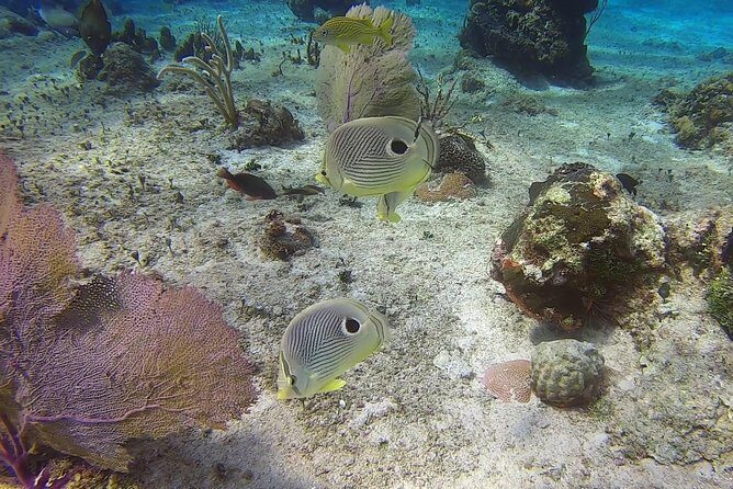 Discover Scuba Diving - The Price and Value: Is It Worth It?