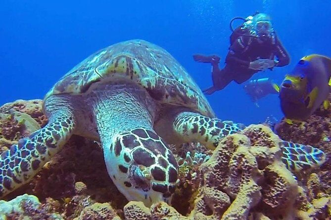 Discover Scuba Diving - What Swimmers and Beginners Say