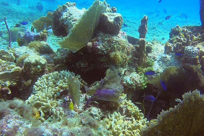 Discover Scuba Diving - Notable Tips and Extras