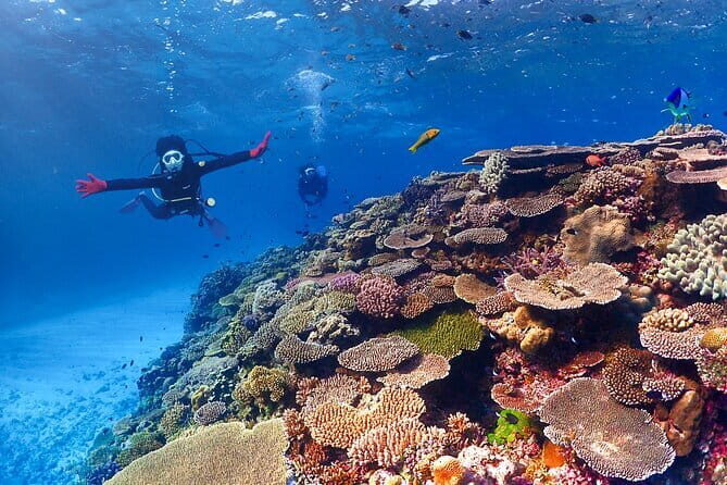 Discover SCUBA Diving 2 DIves Minna, Sesoko , Motobu Okinawa - Practical Tips for Your Dive