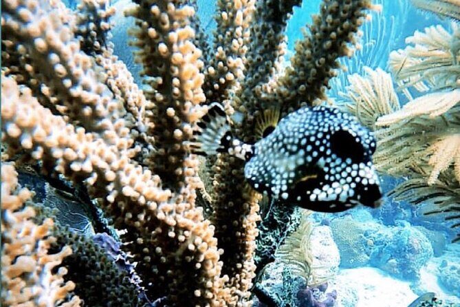 Discover Scuba Diving - Final Thoughts