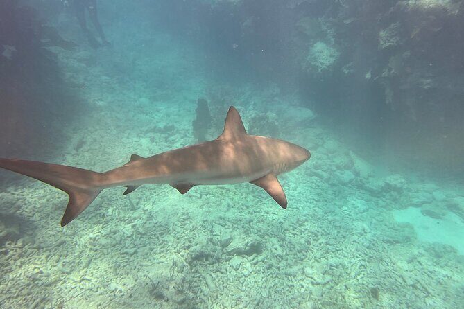 Discover Scuba Diving - FAQ