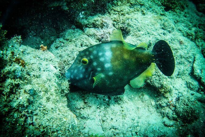 Discover Scuba Diving - Who Should Consider This Tour?