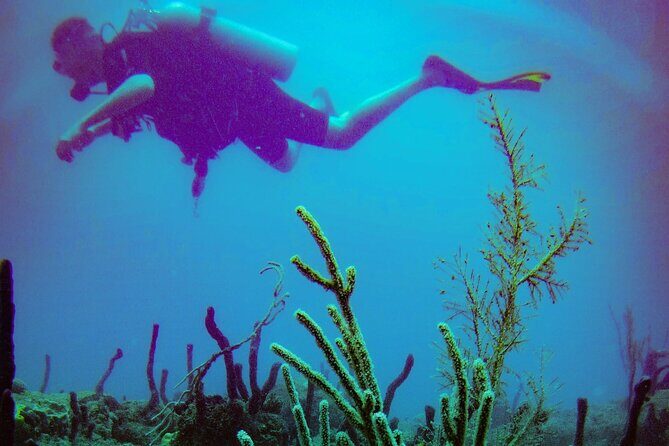 Discover Scuba Diving - FAQ