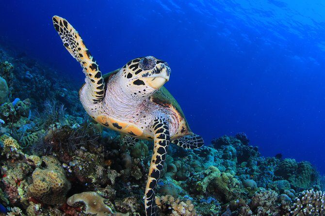 Discover Scuba Diving - Introduction: Who is This Tour For?