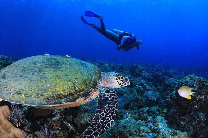 Discover Scuba Diving - The Guides: Experienced and Caring