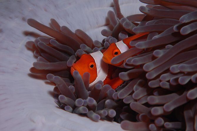 Discover Scuba Diving - Who Would Love This Experience?